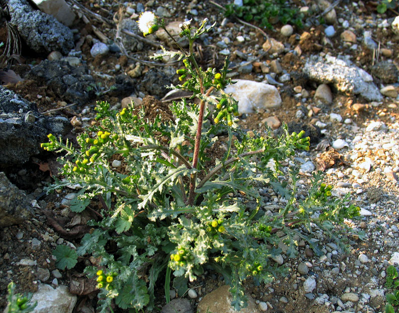 Senecio vulgaris / Senecione comune